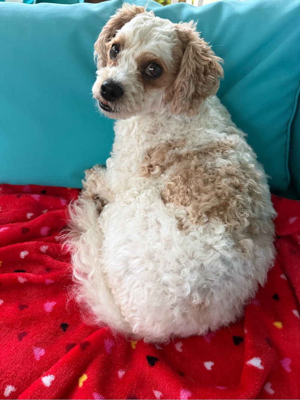 Fluffy White & Tan Curly Dog Coat - Cute Pooch Photo